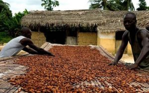 Cocoa